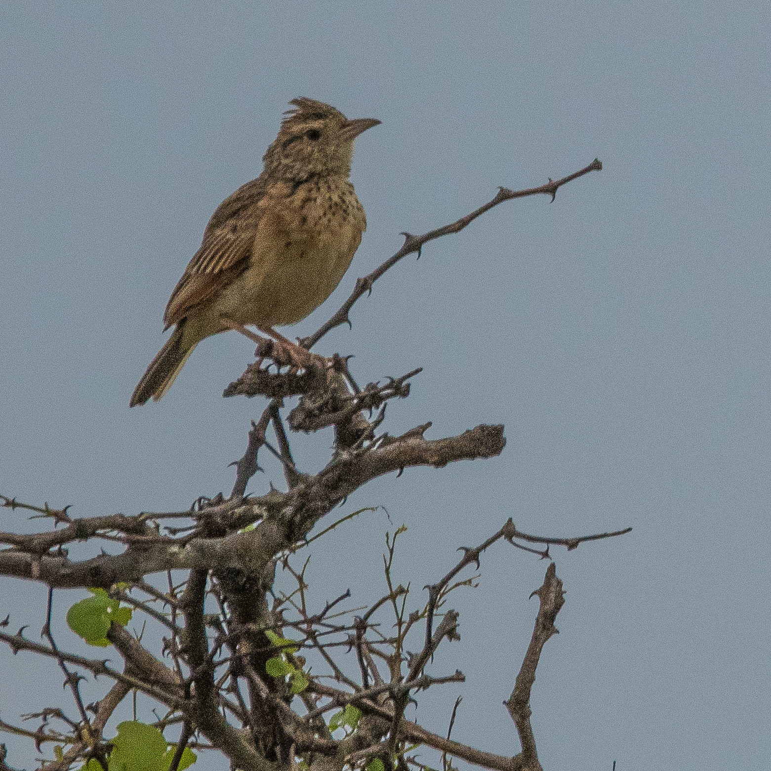 Alouette à nuque rousse (Rufous-naped lark, Mirafra africana), mâle adulte sur son perchoir, Shinde, Delta de l'Okavango, Botswana.